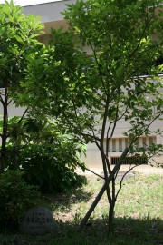 image_55_1